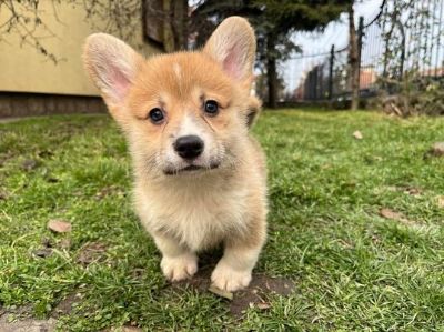 Welsh Corgi Pembroke